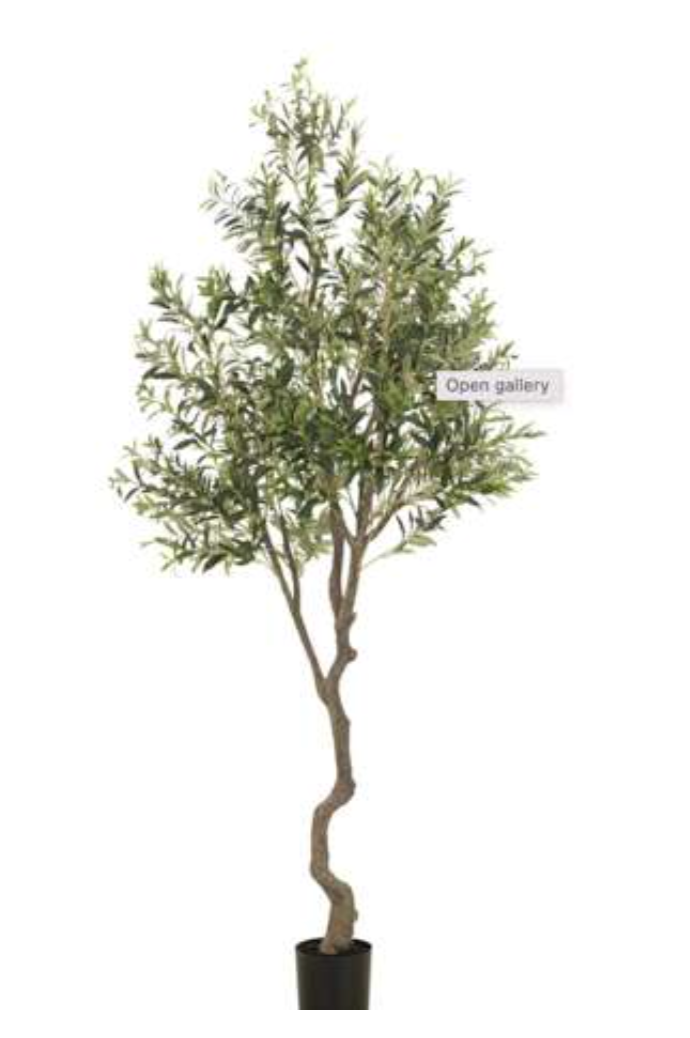 Olive Tree in White Plastic Planter 6′