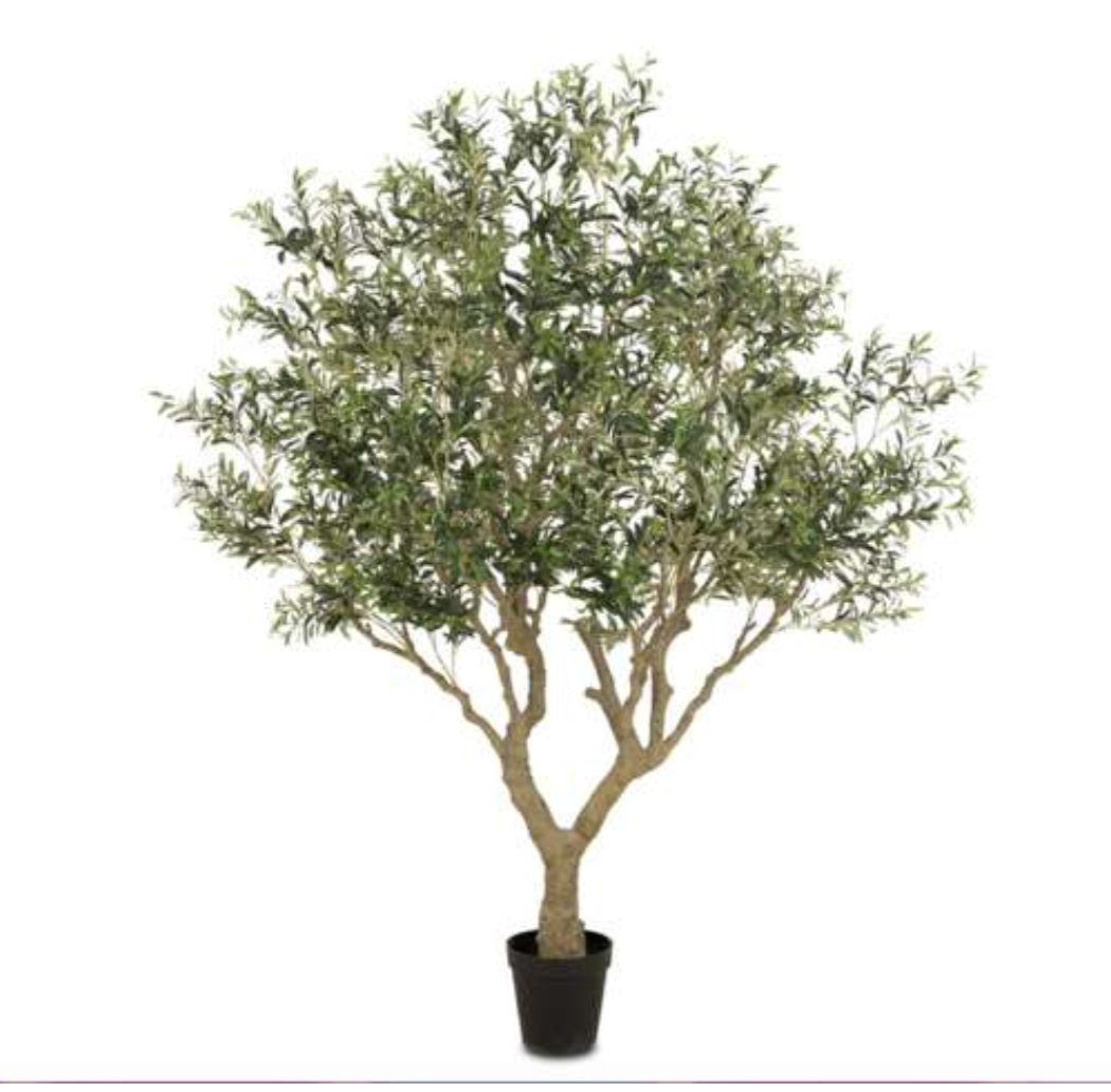Olive tree |  83.00"W x 83.00"D x 97.00"H