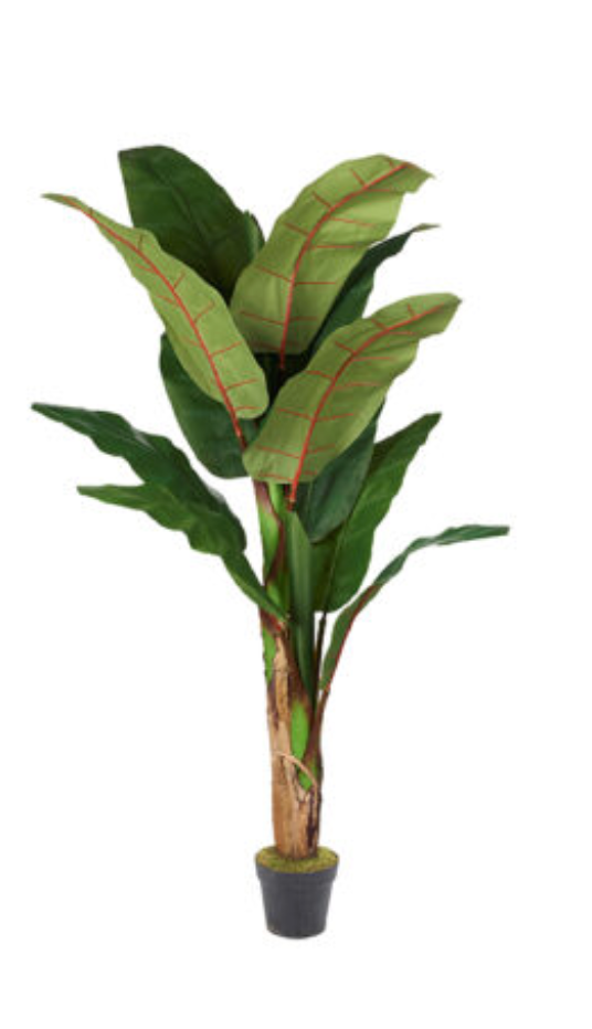 Banana Tree 7′ – 323829-NP