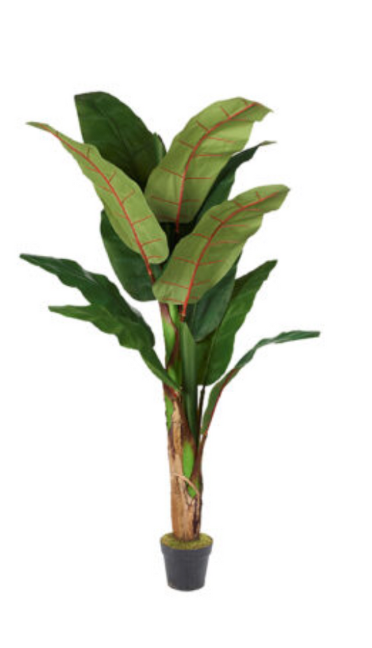 Banana Tree 7′ – 323829-NP