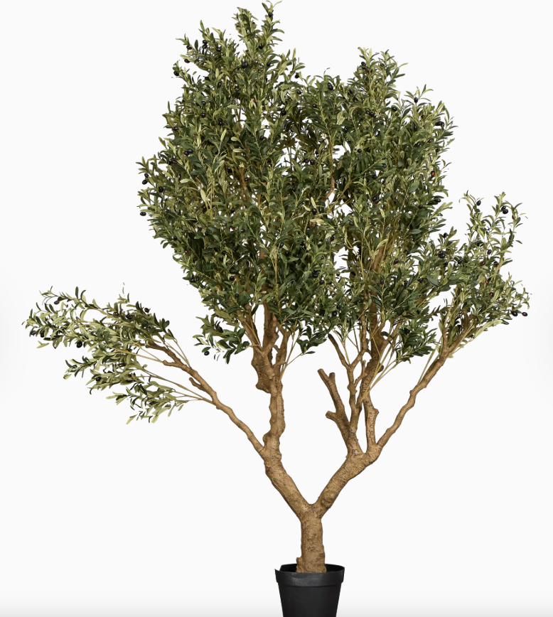 Olive tree 10' FT